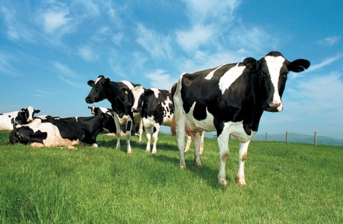 Livestock export